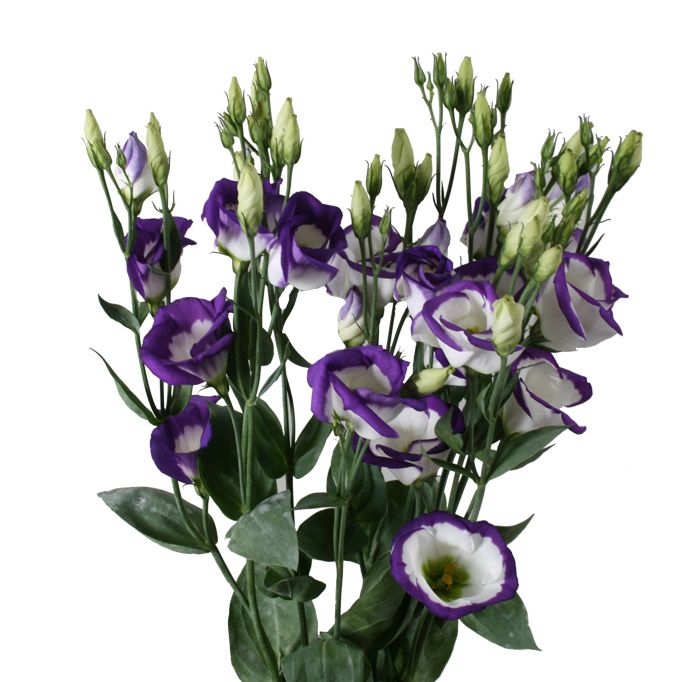 Lisianthus